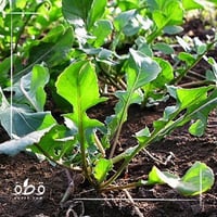 بذور الجرجير الحساوي