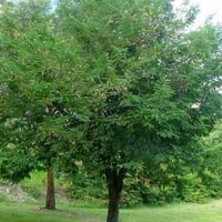 بذور التمر الهندي الحُمر