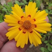 بذور زهرة كريوبسس الذهبية