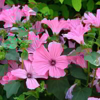 بذور زهرة مالو لافاتيرا