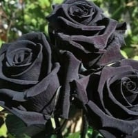 بذور ورد جوري أسود