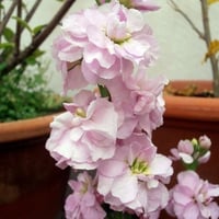 بذور زهرة عطر المساء المنثور بنفسجي