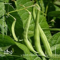 بذور فاصوليا خضراء