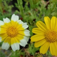 بذور الاقحوان التاجي