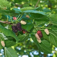 بذور شجرة توت ألبا