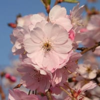 بذور شجرة ساكورا الكرز الياباني المزهر