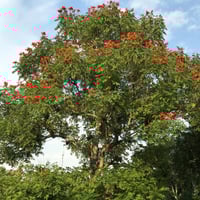 بذور شجرة الخزامى التوليب الأفريقي