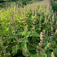 بذور الريحان الليموني للاكل