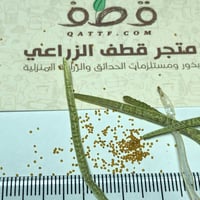 بذور اليهق البري