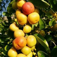 بذور شجرة السدر المحلي . النبق