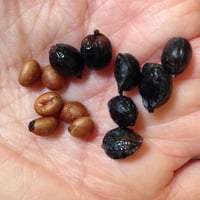 جملة بذور نخيل الزينة واشنطونيا