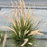 بذور شجيرة النافورة الحلفا الخضراء