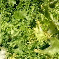 بذور الهندباء المجعدة