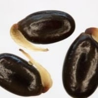 ‫جملة 500 بذرة من كاسيا ساليجنا