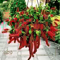 جملة 1000 بذرة من زهرة امرانتس طريحة الحب