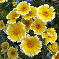 بذور زهرة الشمس الصفراء