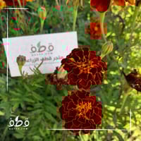 بذور زهرة المخملية الحمراء