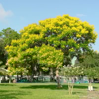 بذور بونسيانا صفراء - بلتفورم