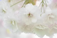 بذور شجرة ساكورا الكرز الياباني المزهر