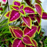 جملة 1000 بذرة من السجاد كوليوس بلومي