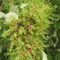 بذور شجرة الاراك