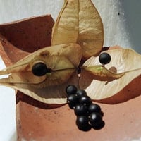 بذور شجرة المطر الذهبية كليروتاريا