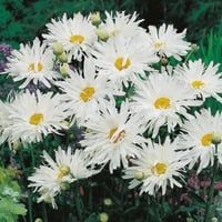 بذور اقحوان شاستا المجنون