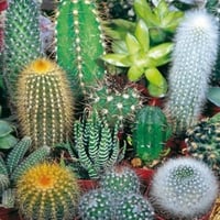 بذور الصباريات المنوعة