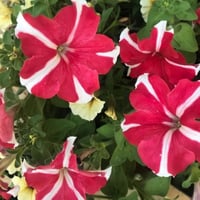 بذور بيتونيا النجمة البيضاء الحمراء