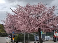 بذور شجرة ساكورا الكرز الياباني المزهر