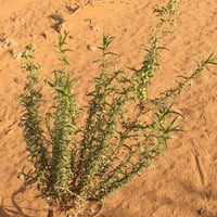 جملة 1000 بذرة من شجيرة العاذر شيح الحصى