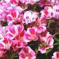 بذور زهرة وداع الربيع كلاركيا