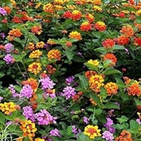 بذور لانتانا كمارا زهرة مينا