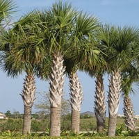 بذور نخيل سابال ذيل الطاؤوس