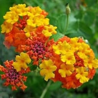 بذور لانتانا كمارا زهرة مينا