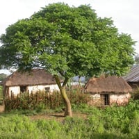 بذور الزنزلخت