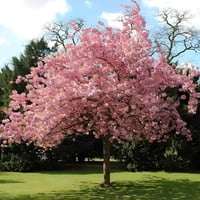 بذور شجرة ساكورا الكرز الياباني المزهر