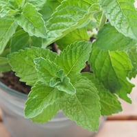 بذور النعناع الشامي