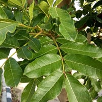 بذور شجرة المشطورة أبو النجف