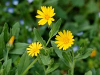 بذور الحنوة البرية