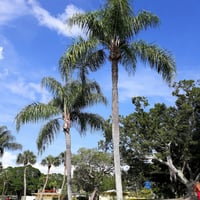 بذور نخيل الكوكس الباسقة