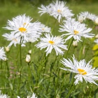 بذور اقحوان شاستا المجنون