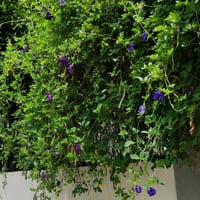 بذور شجرة الشاي الأزرق المتسلقة