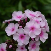 بذور زهرة قبس الحديقة . فلوكس