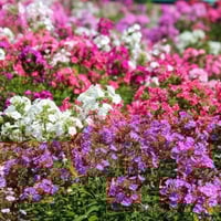 بذور زهرة قبس الحديقة . فلوكس