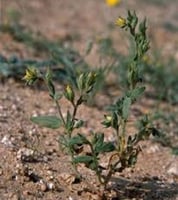 بذور الارقة أو الجريد أو الارجة او الاجرد المغذي ل...