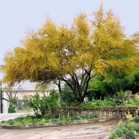 جملة 500 بذرة من طلح الفتنة فرنسيانا