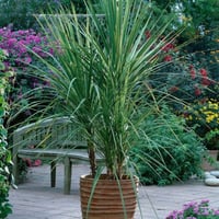 بذور شجيرة دراسينا إنديفيسا داخلي