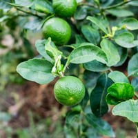 بذور ليمون بنزهير