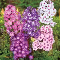 بذور زهرة قبس الحديقة . فلوكس